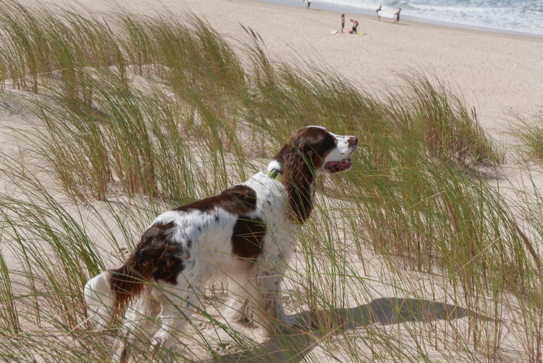 Die Nase im Wind Die Nase im Wind